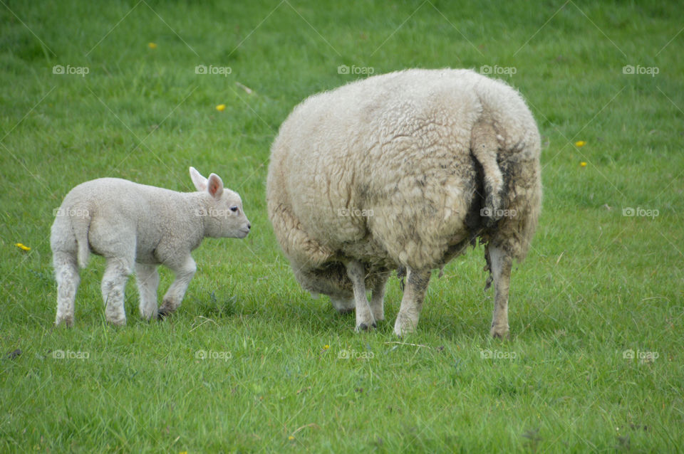 Mother Sheep And Baby Lamb