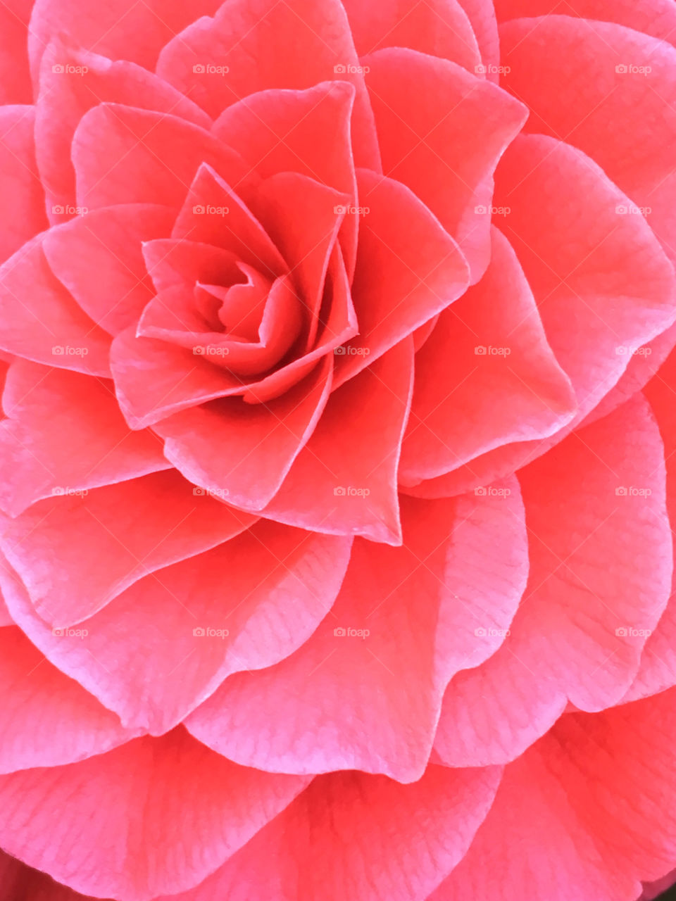 Red camellia 