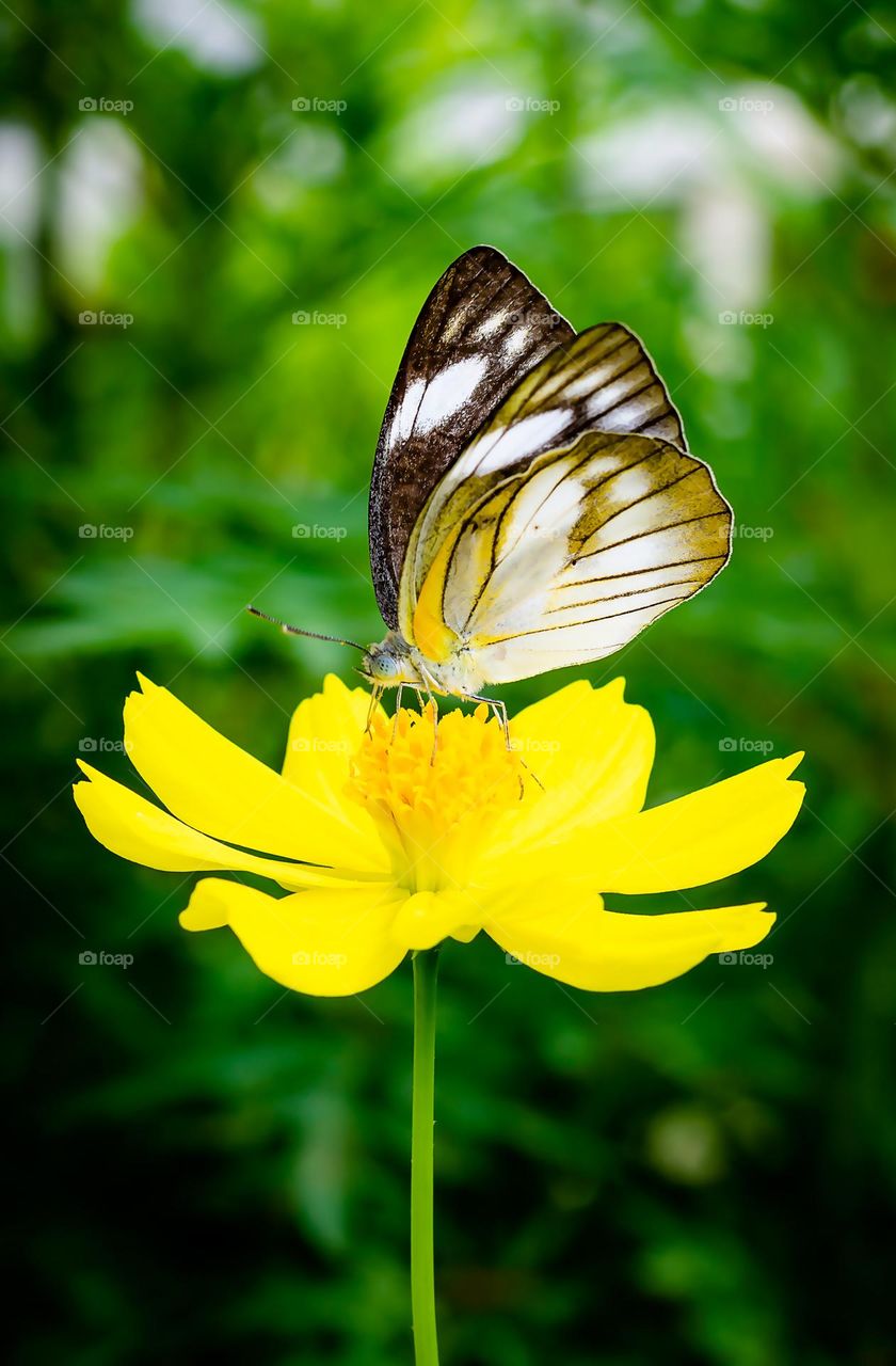 a butterfly sitting on a yellow flower