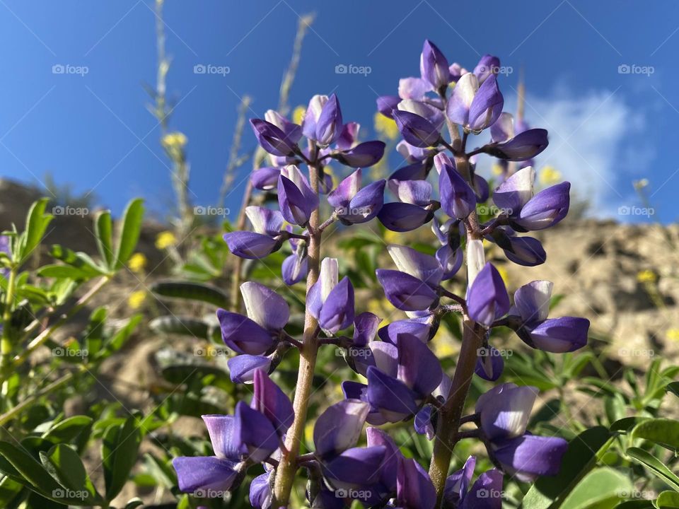 smells of glories and honey