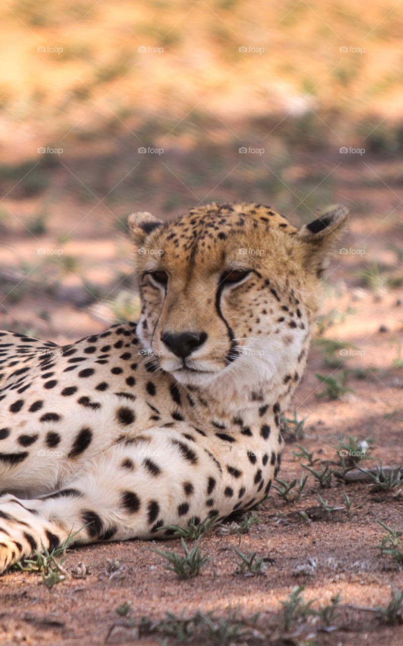 Relaxing in the shade!
