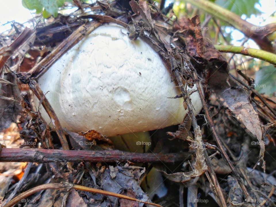 champignon mushroom