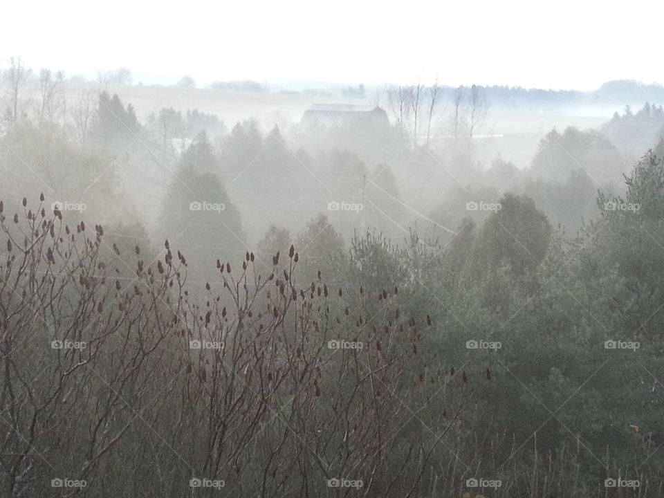 Forrest fog