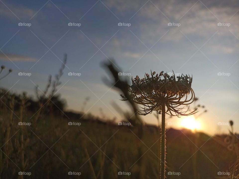 Daucus carota, whose common names include wild carrot, European wild carrot, bird's nest, bishop's lace, and Queen Anne's lace (North America)