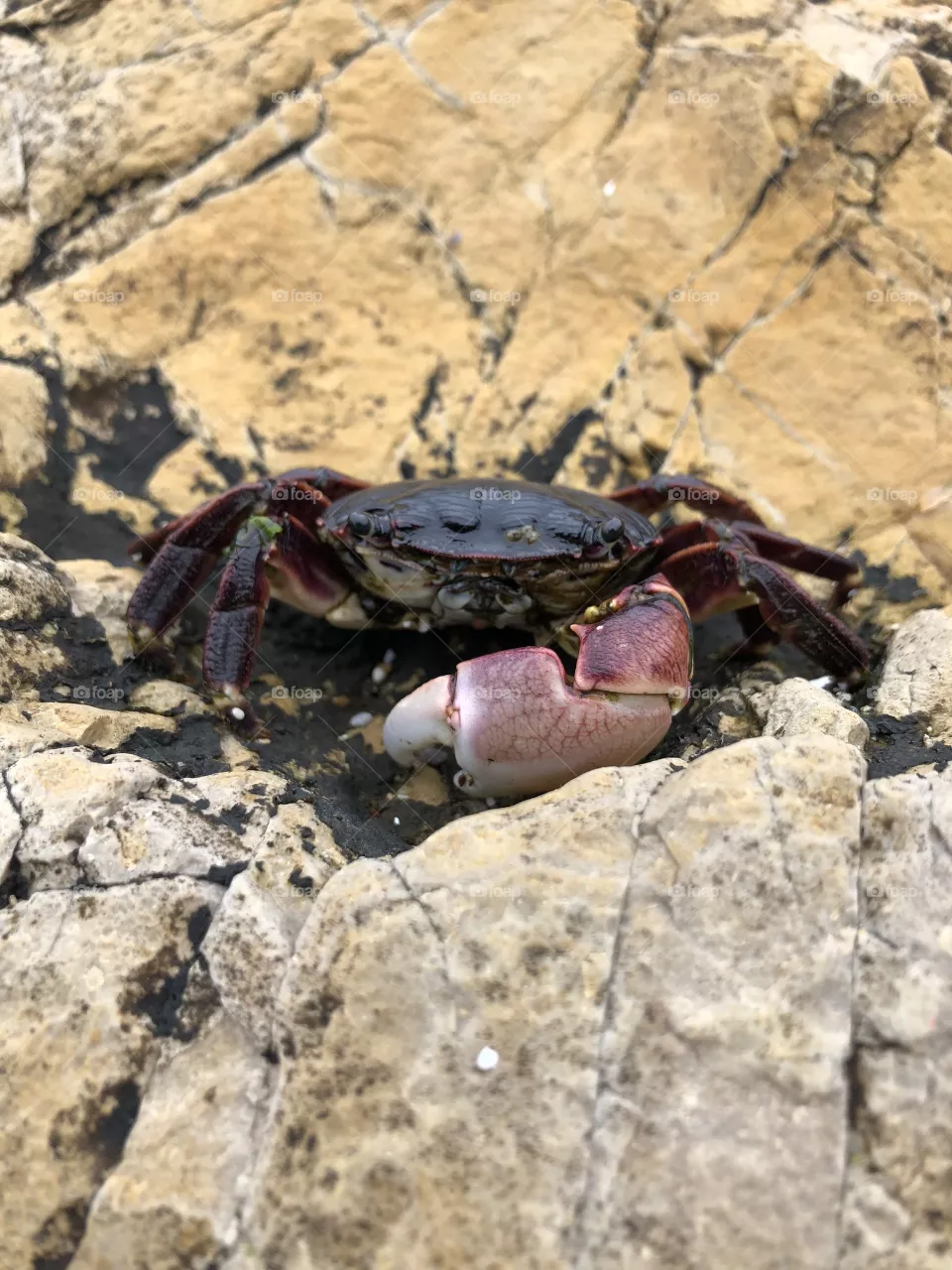 Crabby