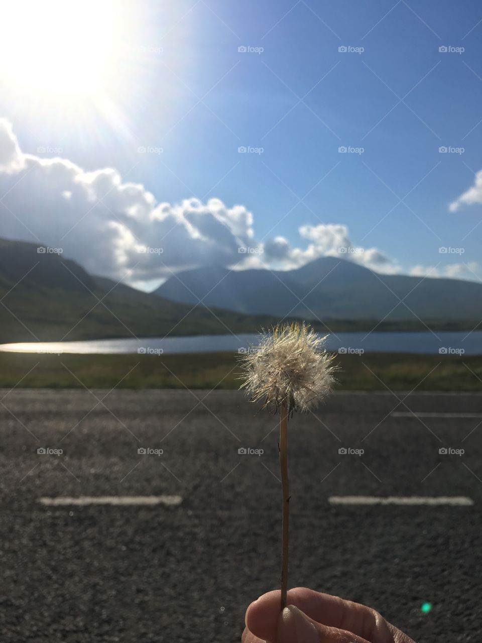 Flower in Scotland 