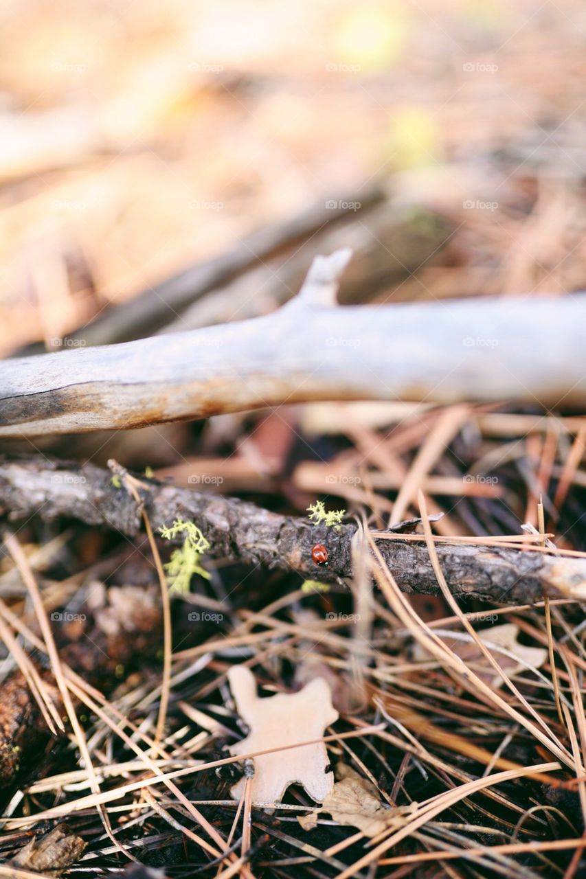 Cute lady big in the woods. 