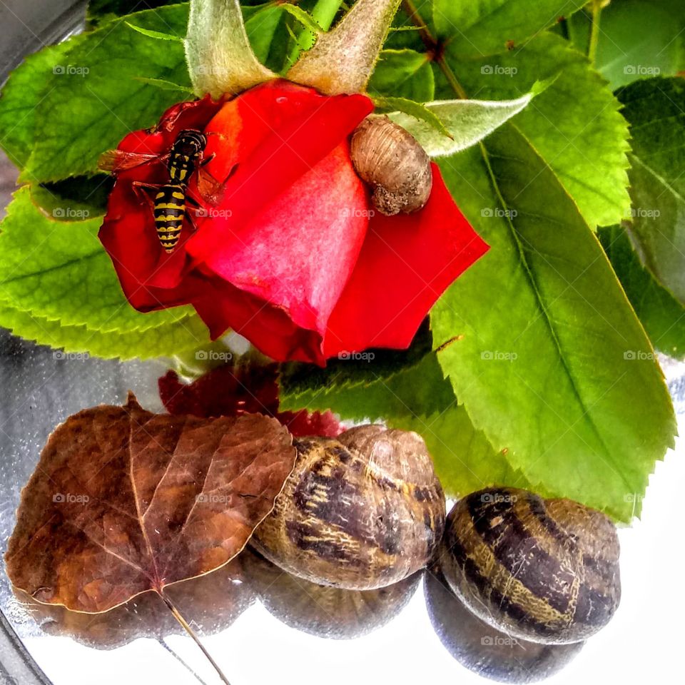 Food, Nature, Snail, Invertebrate, Leaf