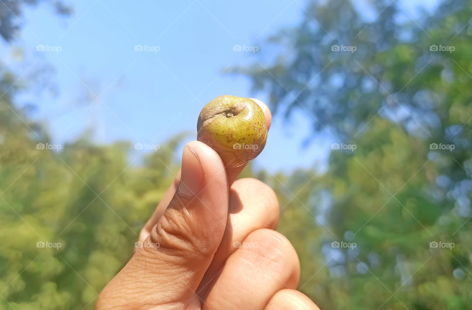 Hand Holding Gooseberry High Resolution Stock Photography and Images