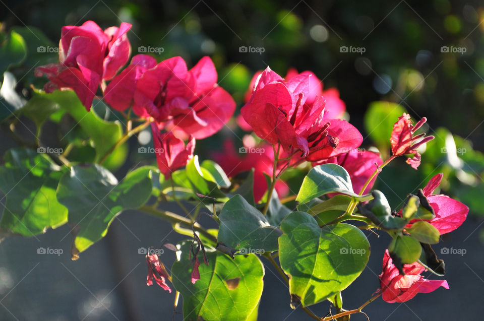 Tropical flowers 