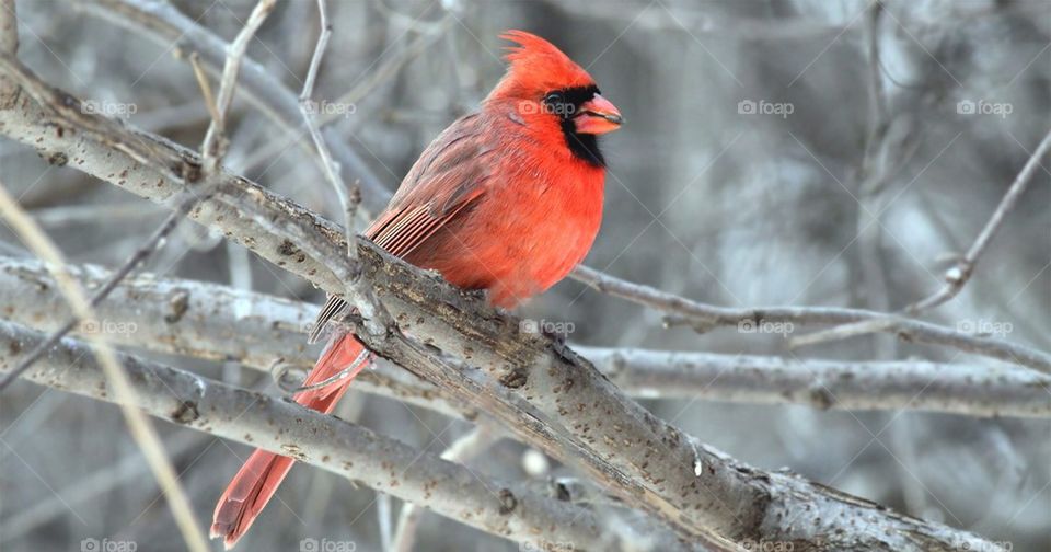 Cardinal  