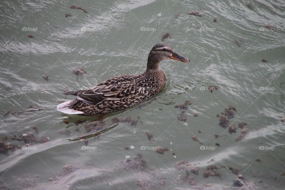 Duck in a Window day