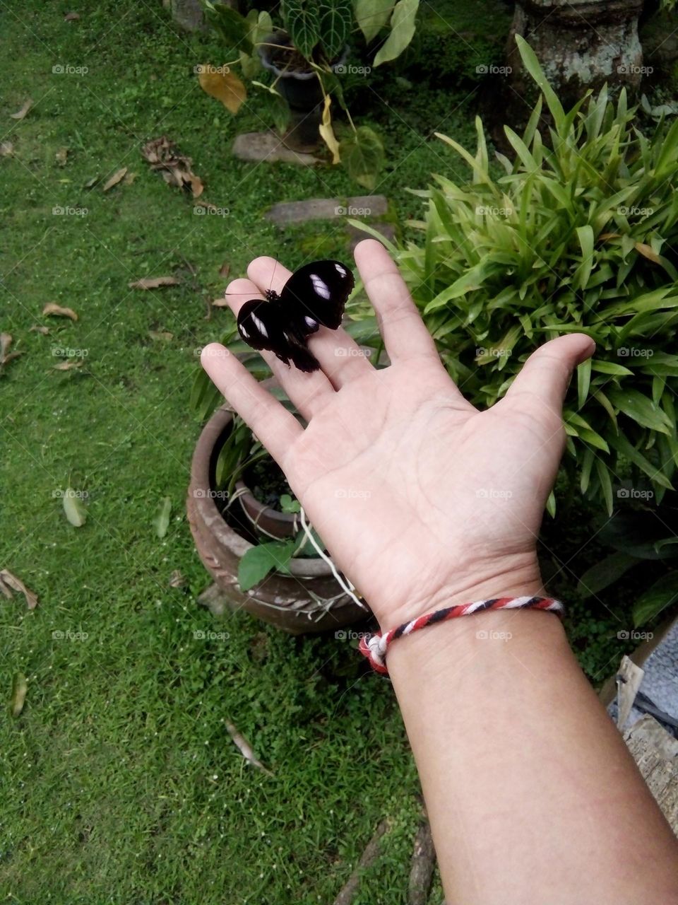 black butterfly as pet