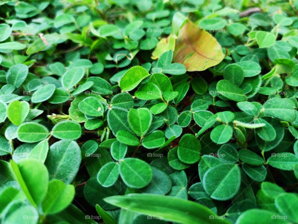 Creative layout made of green leaves trefoil clover. flat lay. nature concept