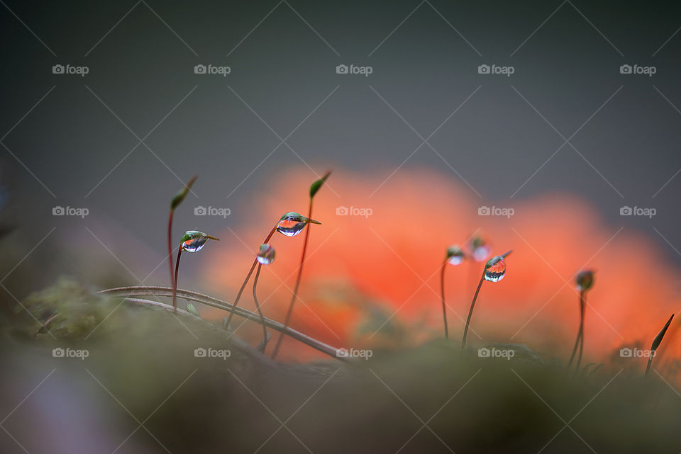 Raindrops on wild plants