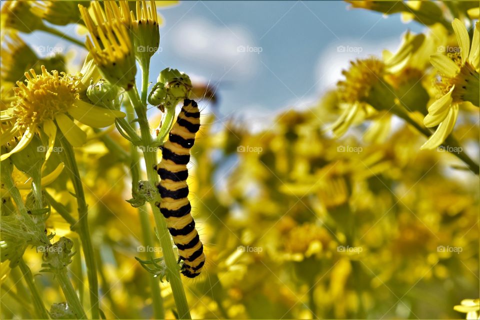 yellow and bkack caterpillar in yellow flowers macro picture