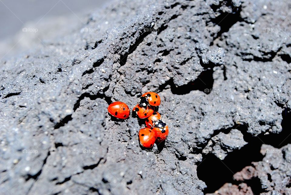 ladybirds close up