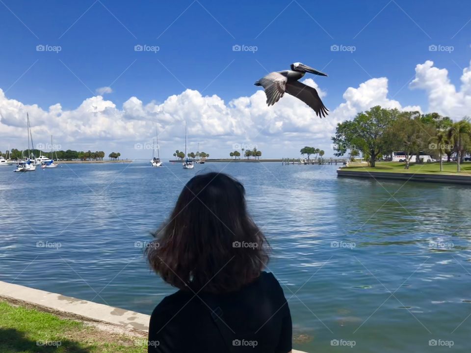 Pelican in Saint Petersburg 