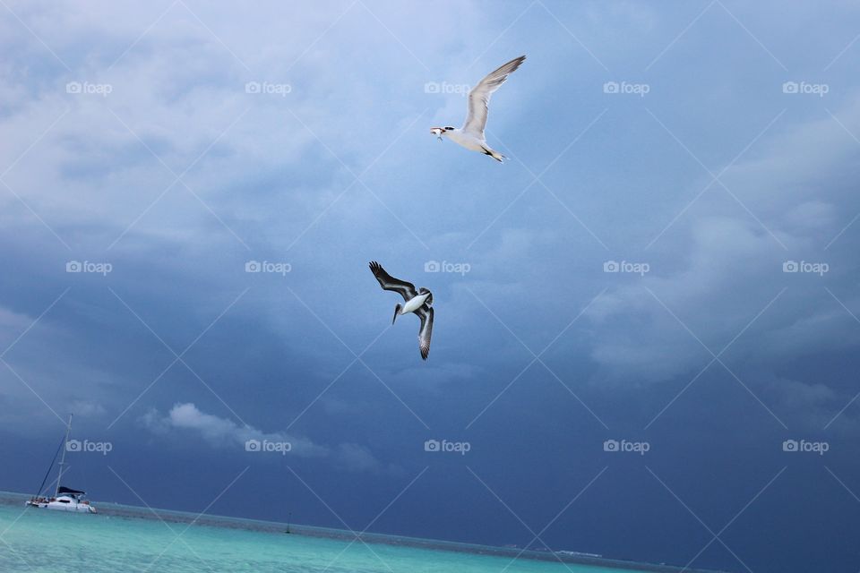 Beach in Isla Mujeres, Mexico, impending storm with a pelican and a seagull with a fish in its mouth flying by
