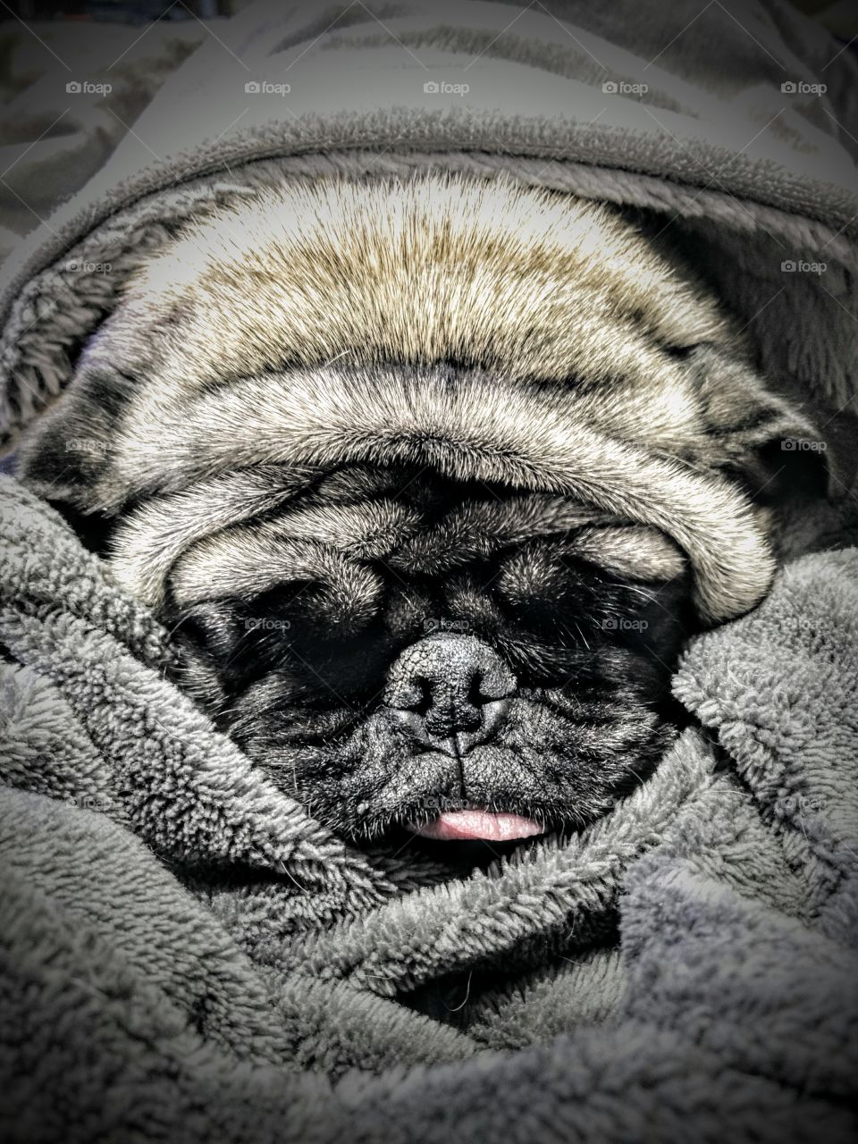 Snug as a pug in a rug