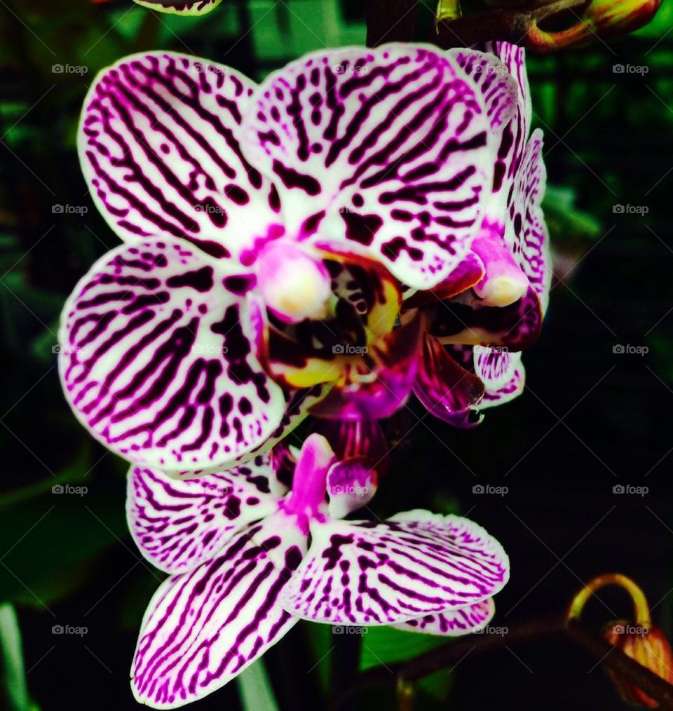 Purple Orchid