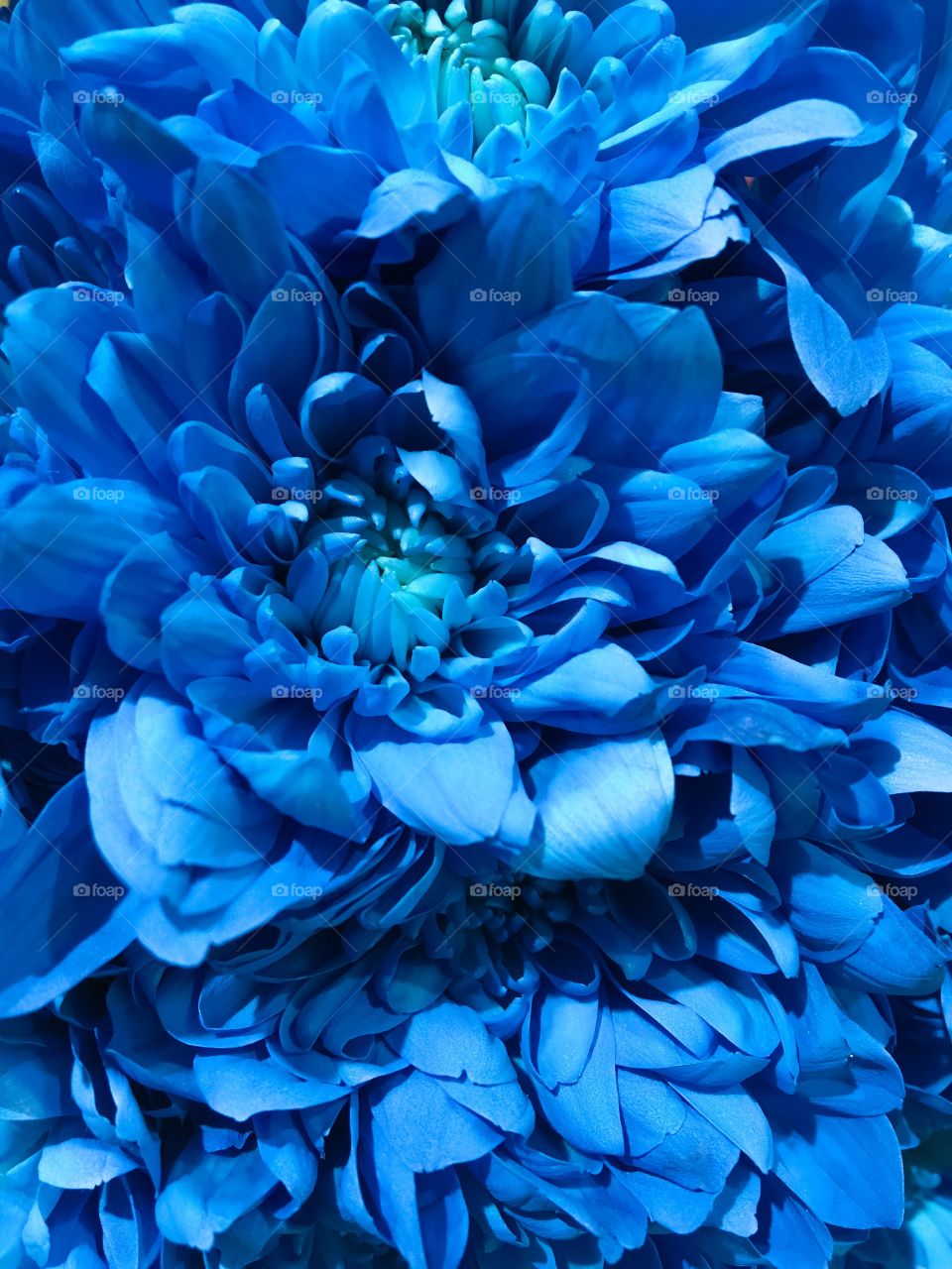 Blue Flowers 