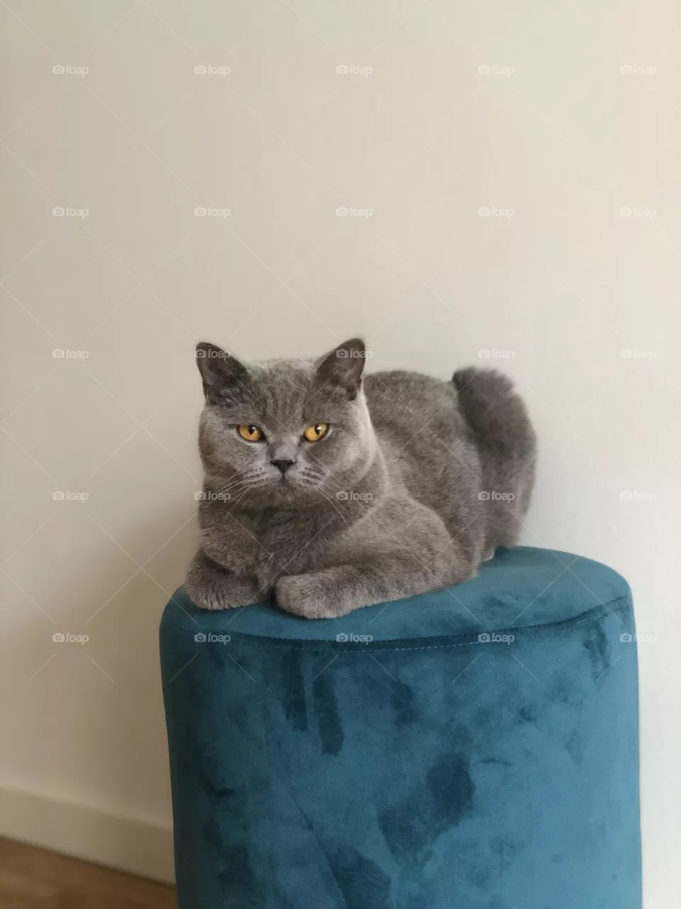 Kitty bread