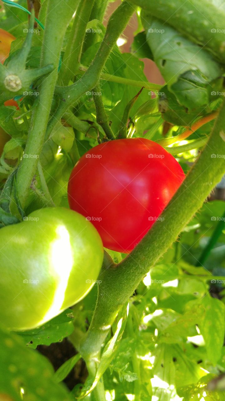 Tomatoes through the leaves