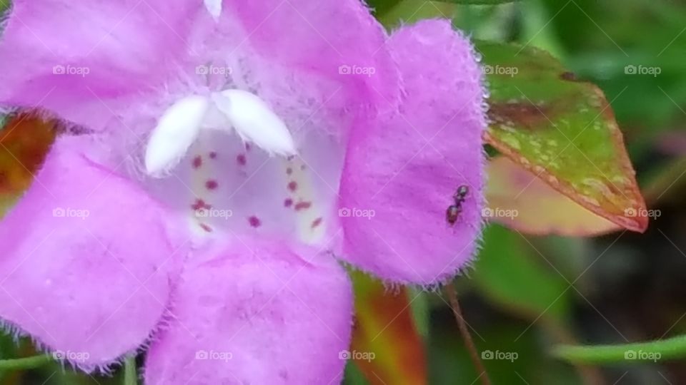 The ant and the pink flower