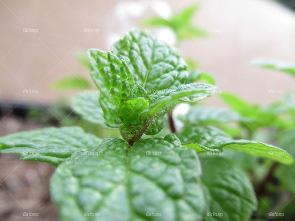 This is a photo of a prospering mint plant. Using a macro lens to capture all of its tiniest details in and out of focus 