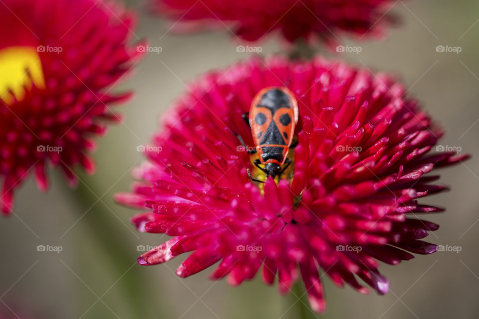 Black and red bug resting in the sun on a vivid pink flower