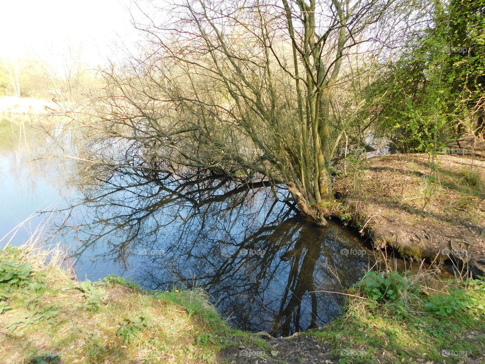 Tree reflected in water