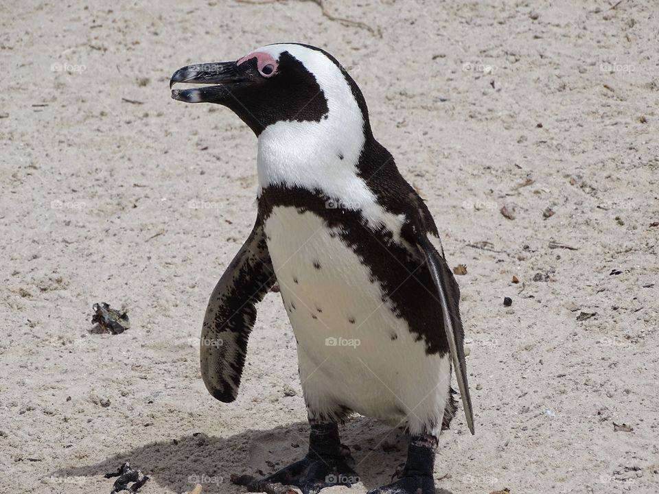 South African Penguin . Vacationing at the South Cape Of Good Hope