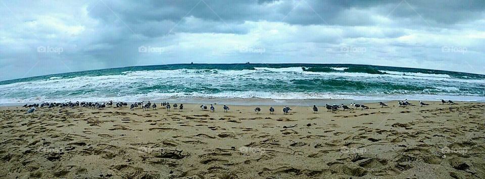panorama of seagulls lined up on edge of the surf on the beach