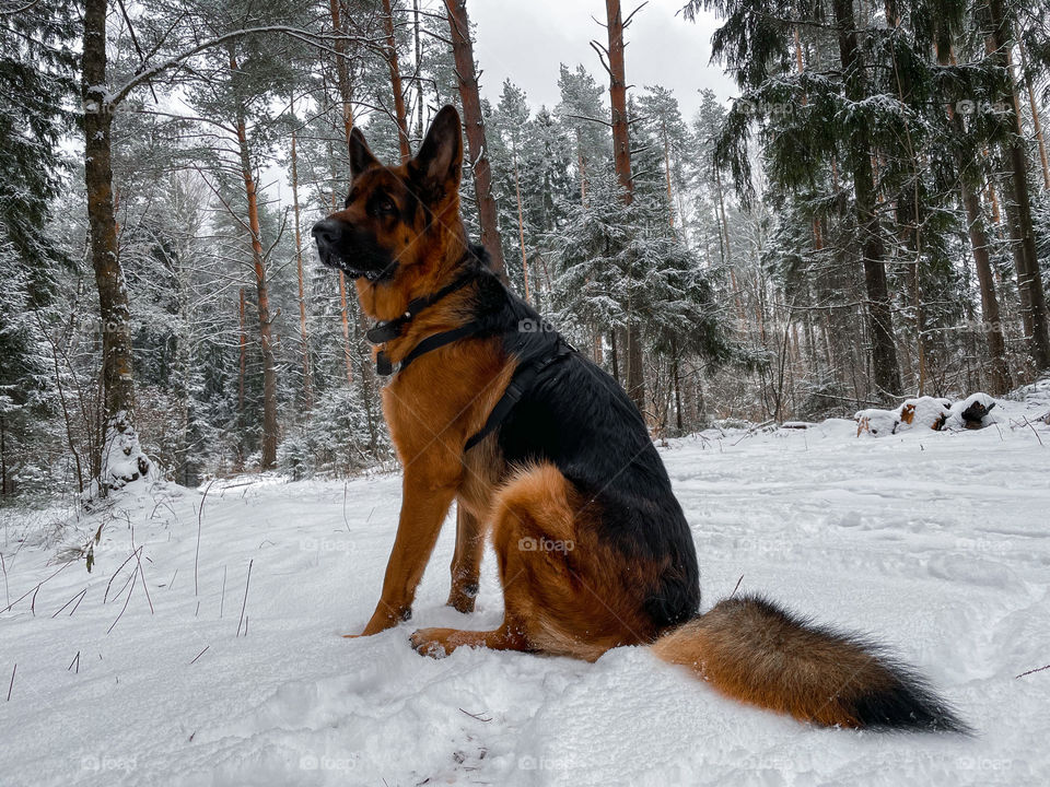 German shepherd dog in winter forest 