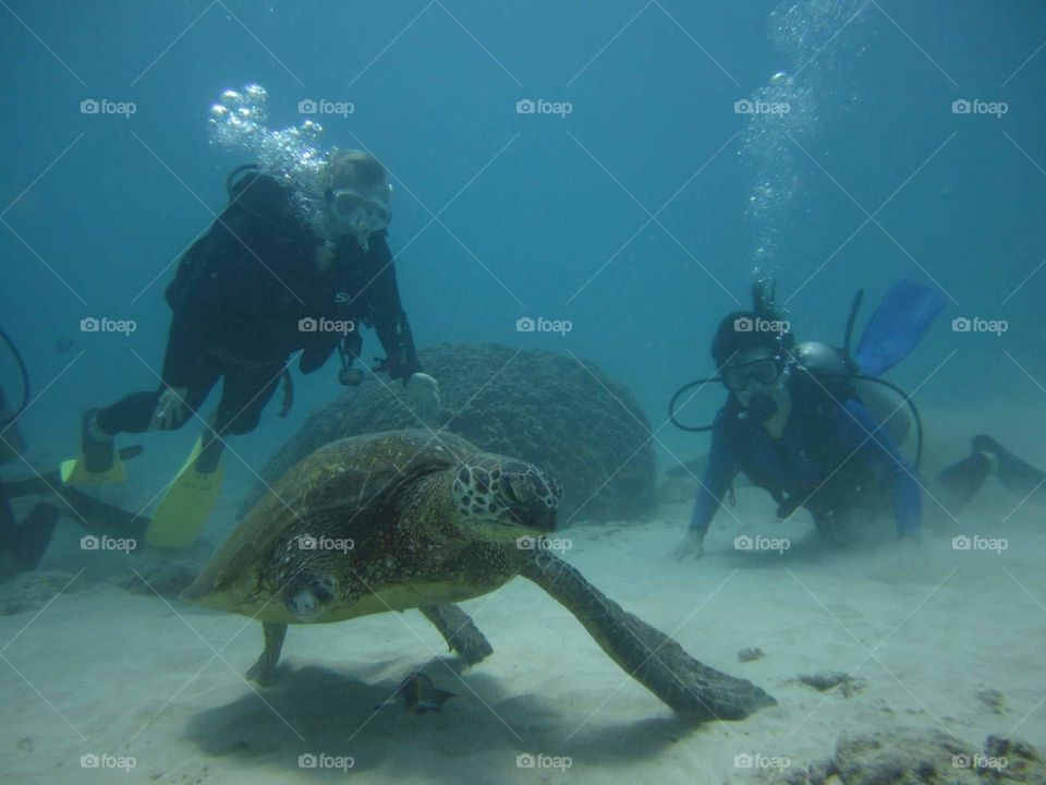 scuba with sea turtle