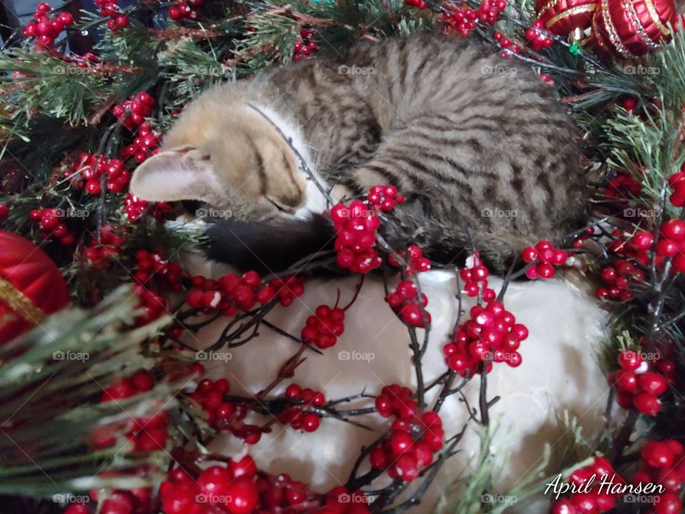 sleeping Christmas cat