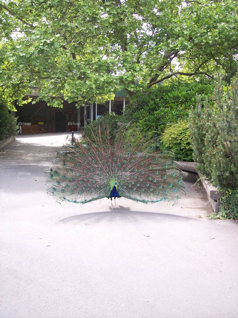 Peacock. Peacock at the zoo
