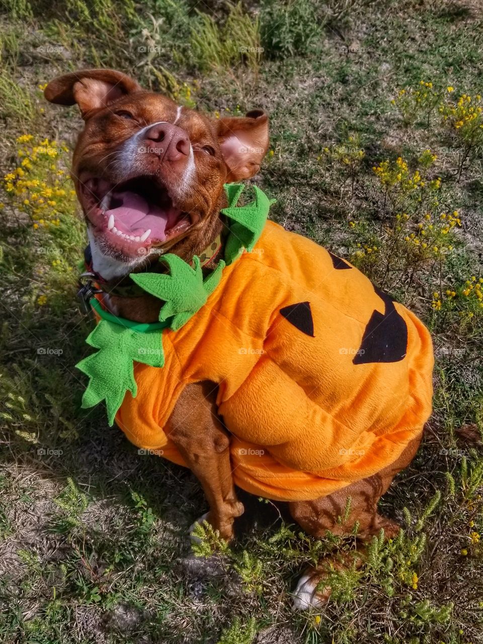 My Smiling Puppy Pumpkin