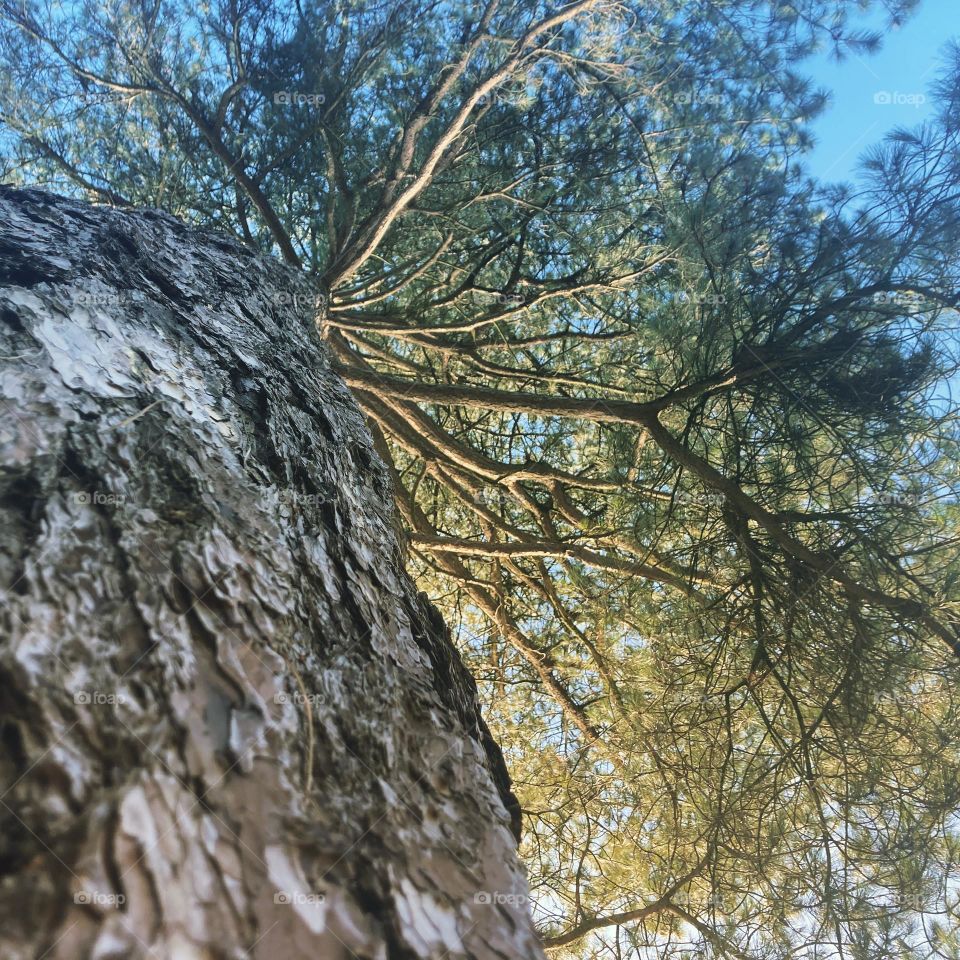 Look up tree. Low angle 