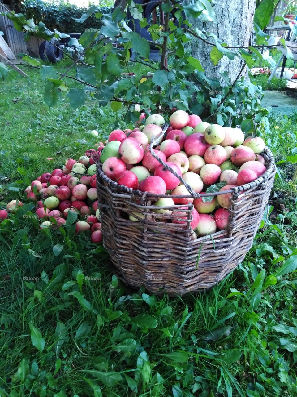 Сезон яблок