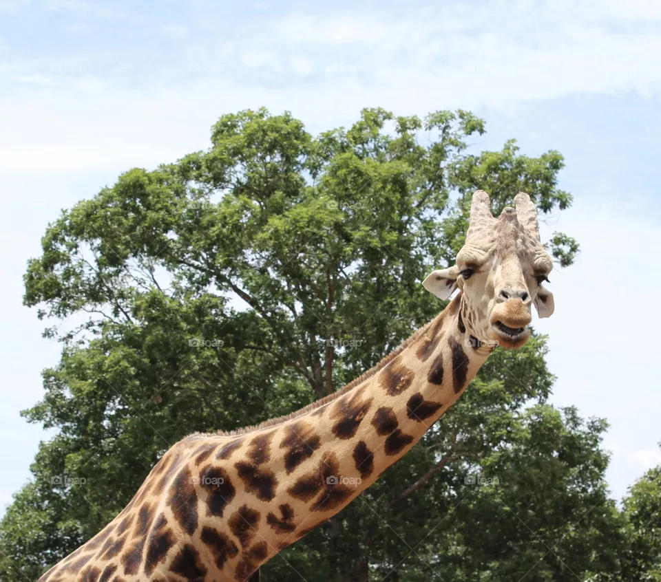 Giraffe