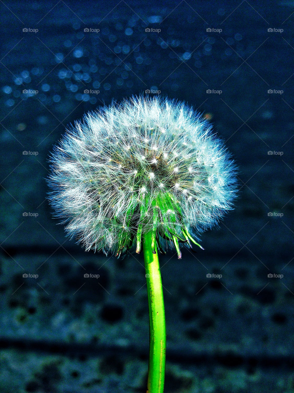 Delicate dandelion showing the fragile and impermanent nature of life