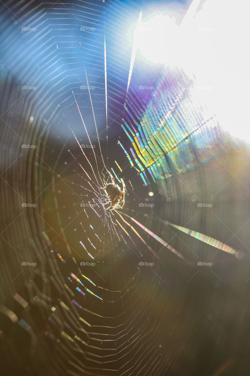 Spider on a shiny rainbow web