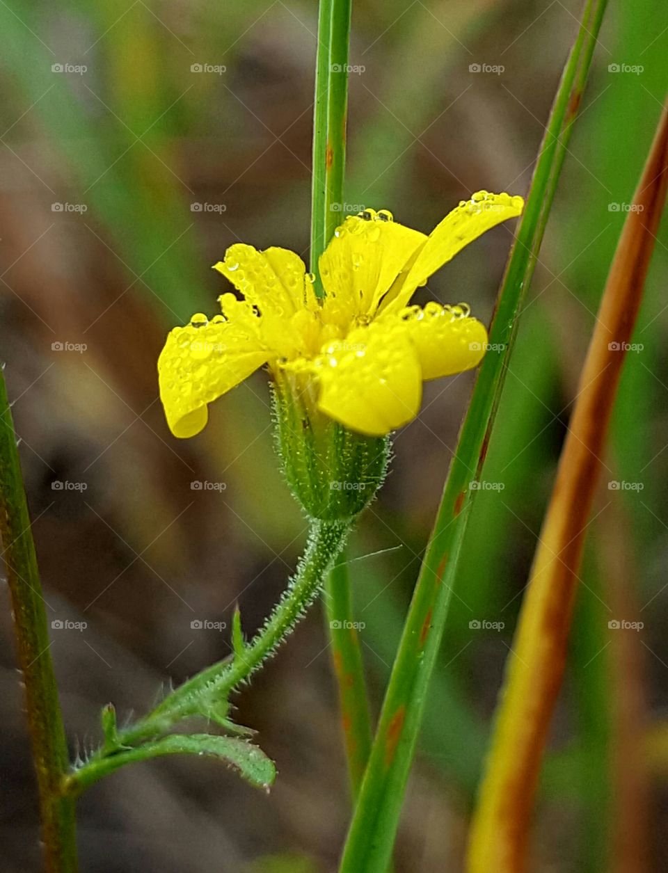 tiny yellow flower