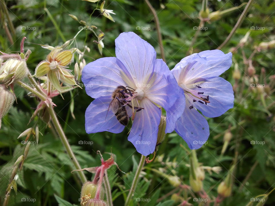 schöne Blüte mit Besucher