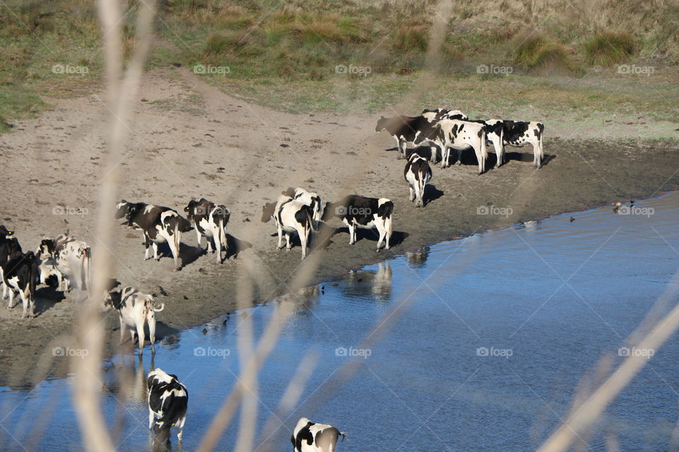 Black and white cows and on the pasture by the blue lake 