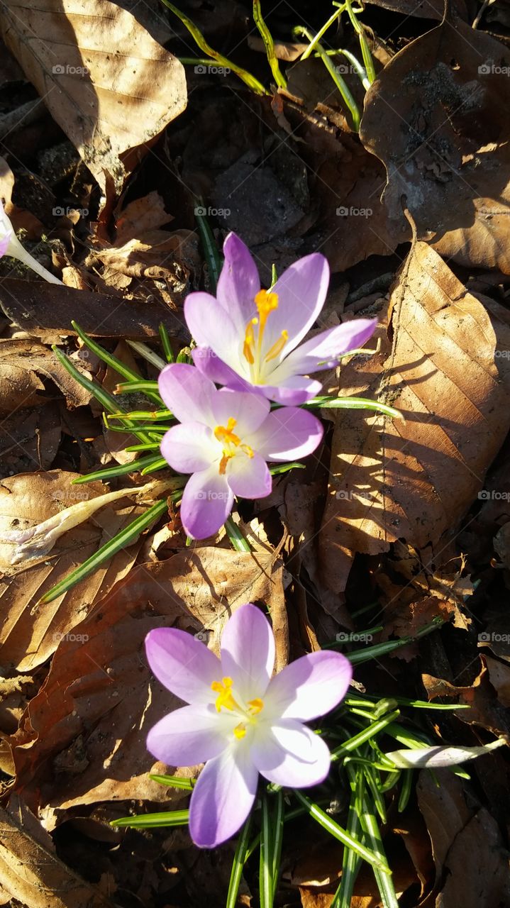 flowers . springwalk