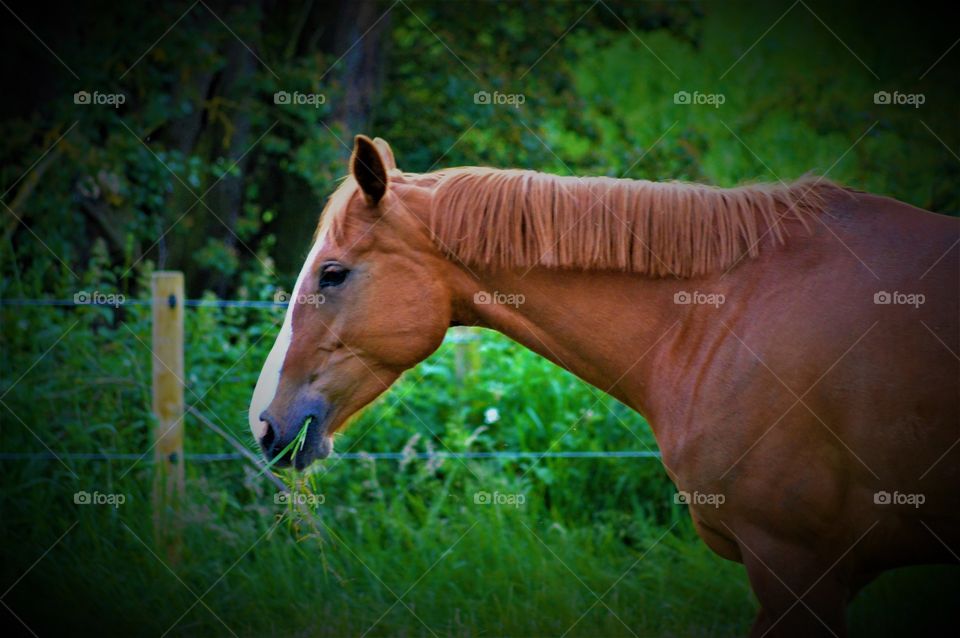 Majestic horse