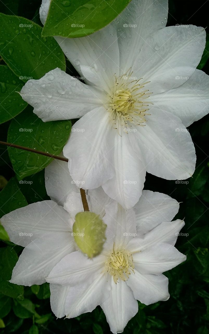 Clematis